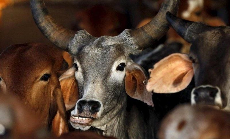 India cows 1200x482 1