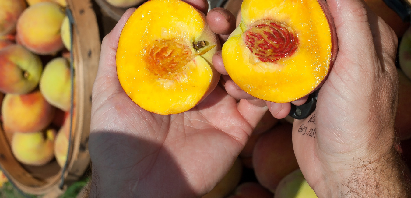 5-benefits-of-eating-peach-during-pregnancy