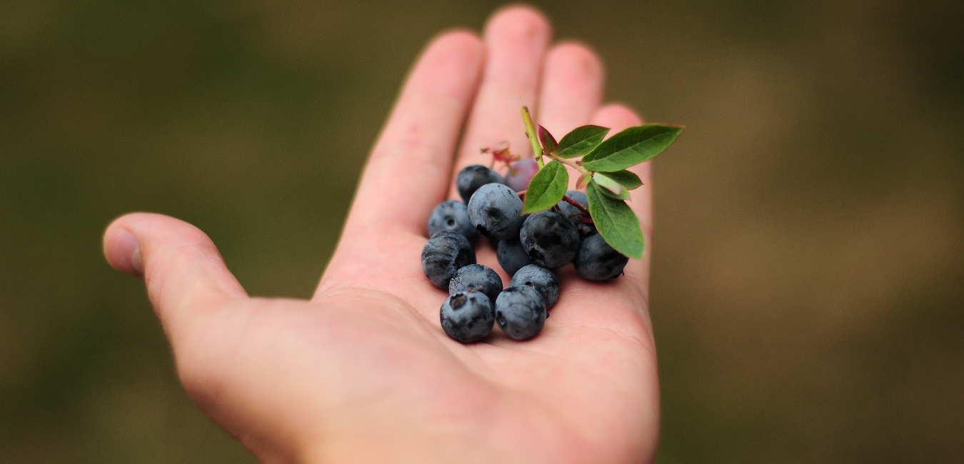 5-reasons-to-try-blueberry-lemonade