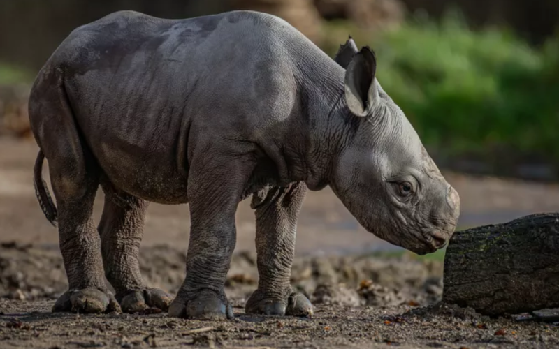 Rare Rhino